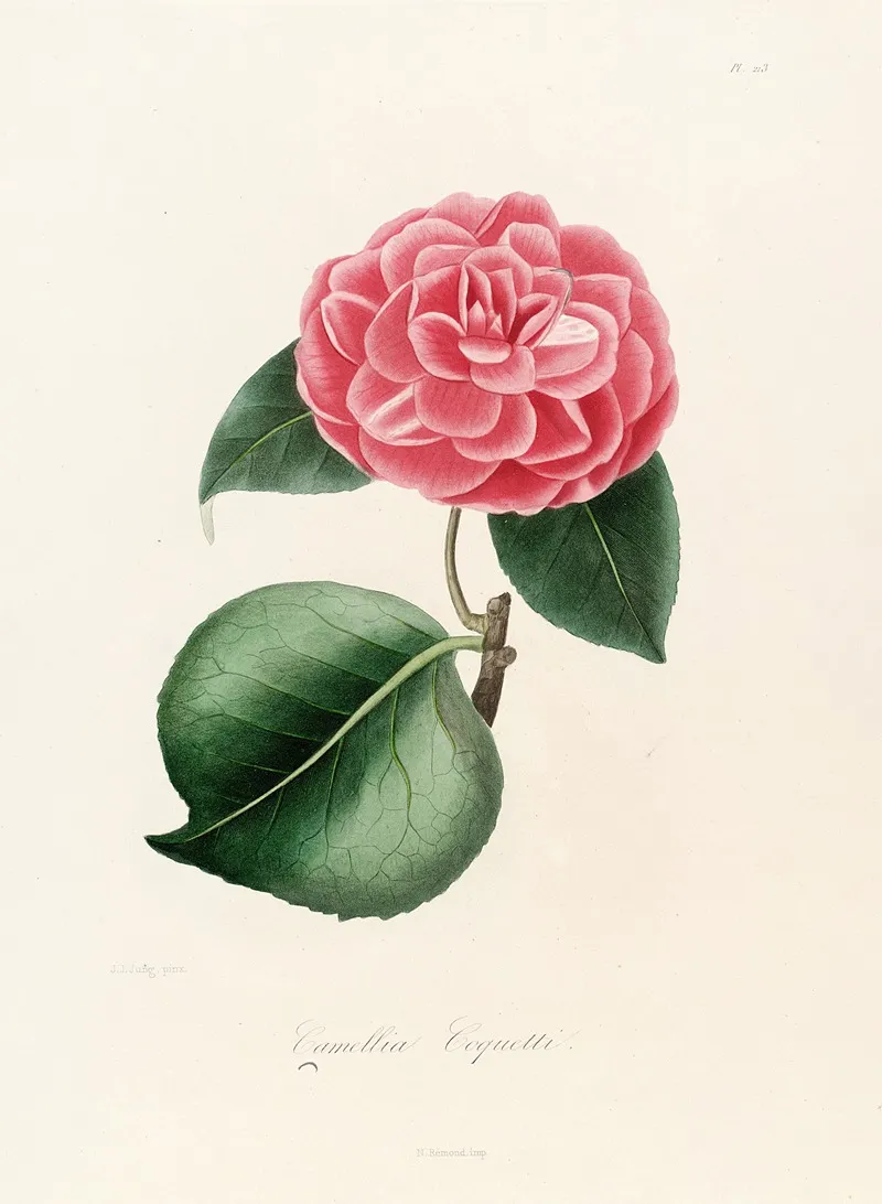 Iconographie Du Genre C̲a̲m̲e̲l̲l̲i̲a̲ Pl 013 Wall Art by Lorenzo Berlèse - High-Resolution Digital Print