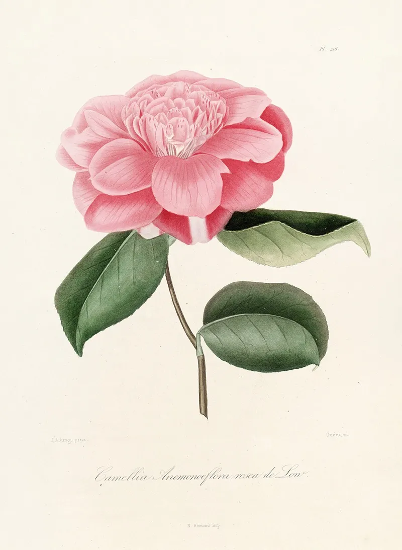 Iconographie Du Genre C̲a̲m̲e̲l̲l̲i̲a̲ Pl 016 Wall Art by Lorenzo Berlèse - High-Resolution Digital Print
