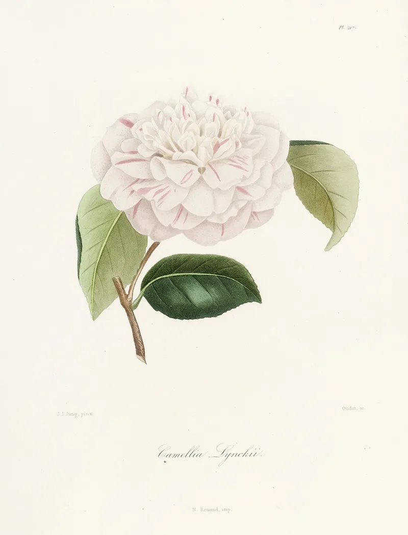 Iconographie Du Genre C̲a̲m̲e̲l̲l̲i̲a̲ Pl 017 Wall Art by Lorenzo Berlèse - High-Resolution Digital Print