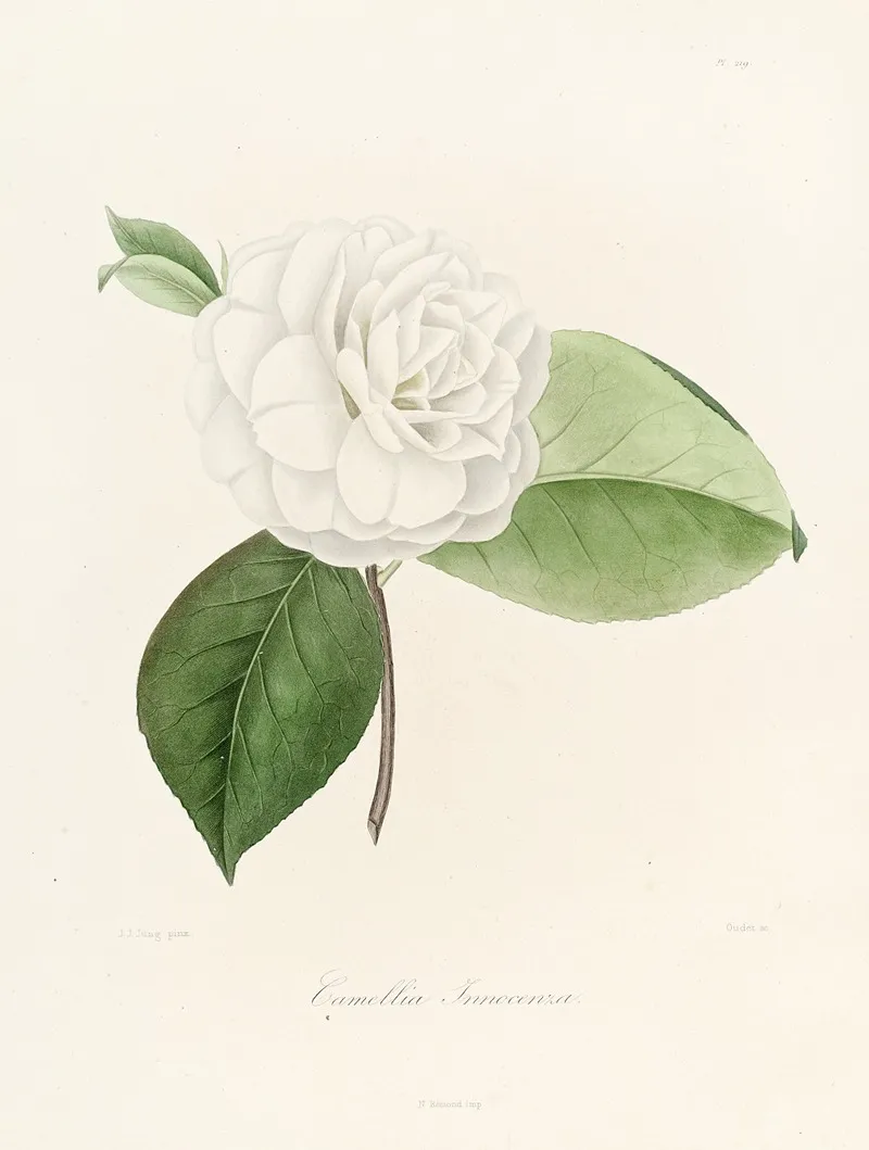 Iconographie Du Genre C̲a̲m̲e̲l̲l̲i̲a̲ Pl 019 Wall Art by Lorenzo Berlèse - High-Resolution Digital Print