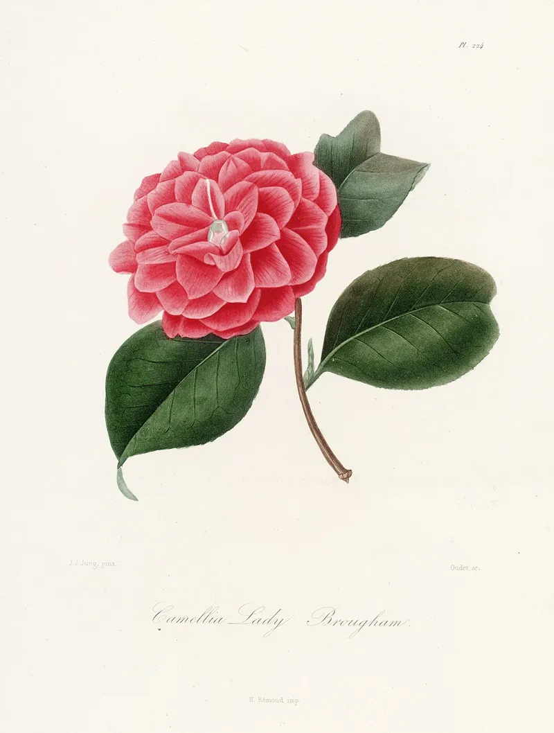 Iconographie Du Genre C̲a̲m̲e̲l̲l̲i̲a̲ Pl 024 Wall Art by Lorenzo Berlèse - High-Resolution Digital Print