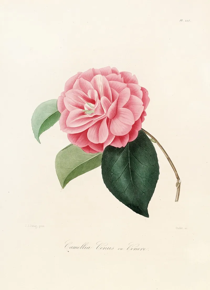 Iconographie Du Genre C̲a̲m̲e̲l̲l̲i̲a̲ Pl 025 Wall Art by Lorenzo Berlèse - High-Resolution Digital Print