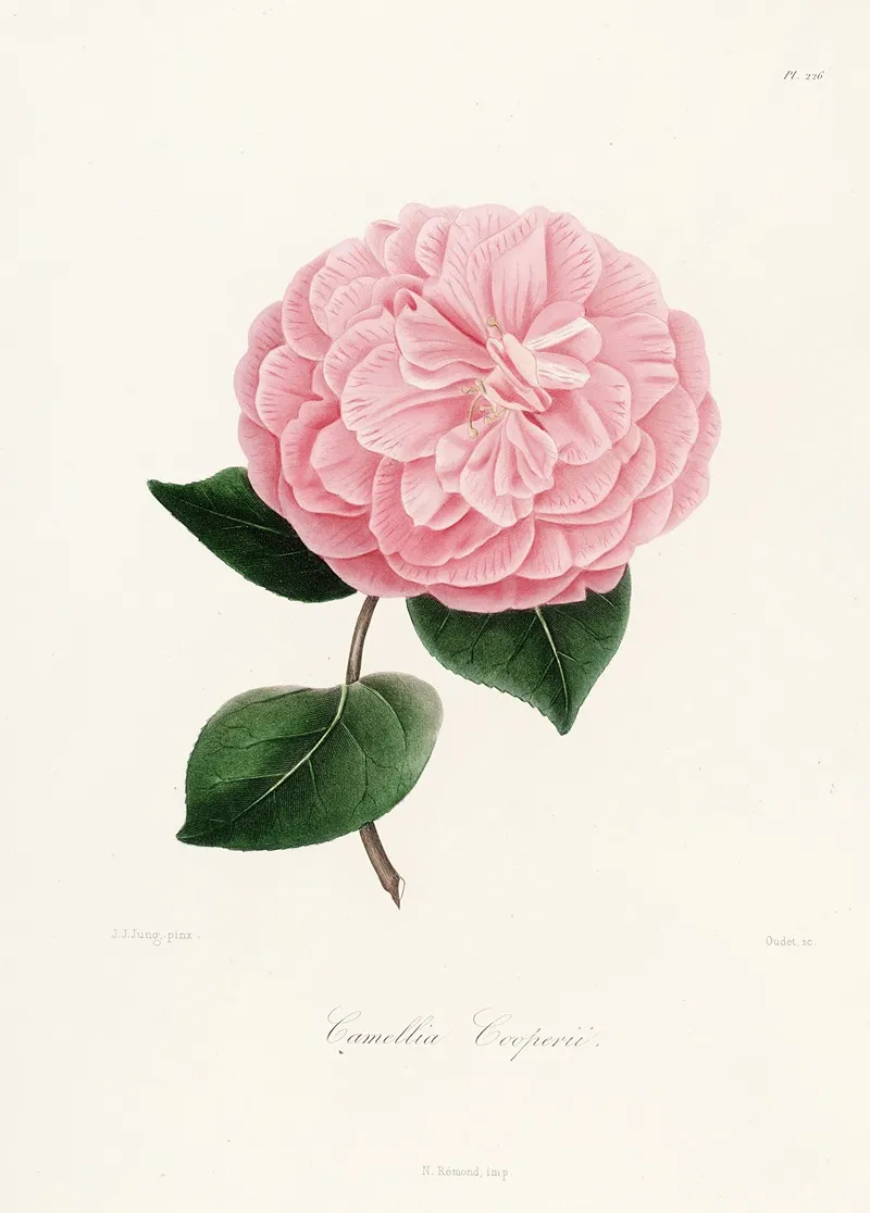 Iconographie Du Genre C̲a̲m̲e̲l̲l̲i̲a̲ Pl 026 Wall Art by Lorenzo Berlèse - High-Resolution Digital Print