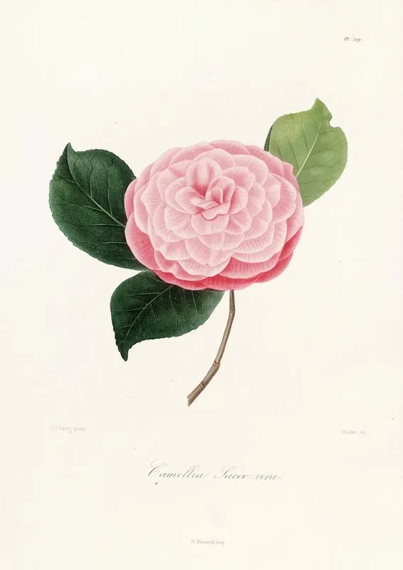Iconographie Du Genre C̲a̲m̲e̲l̲l̲i̲a̲ Pl 029 Wall Art by Lorenzo Berlèse - High-Resolution Digital Print