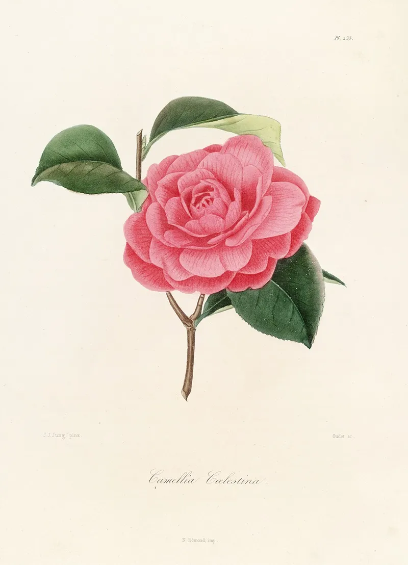 Iconographie Du Genre C̲a̲m̲e̲l̲l̲i̲a̲ Pl 033 Wall Art by Lorenzo Berlèse - High-Resolution Digital Print
