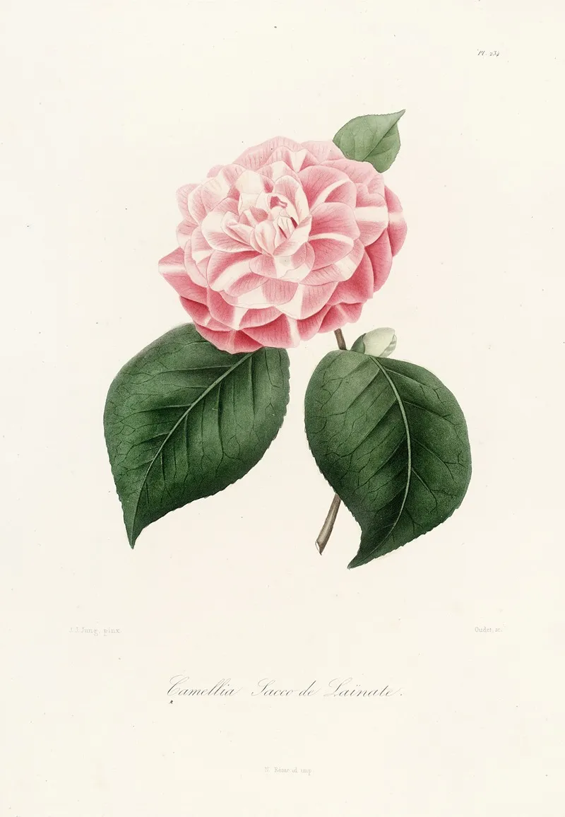 Iconographie Du Genre C̲a̲m̲e̲l̲l̲i̲a̲ Pl 034 Wall Art by Lorenzo Berlèse - High-Resolution Digital Print