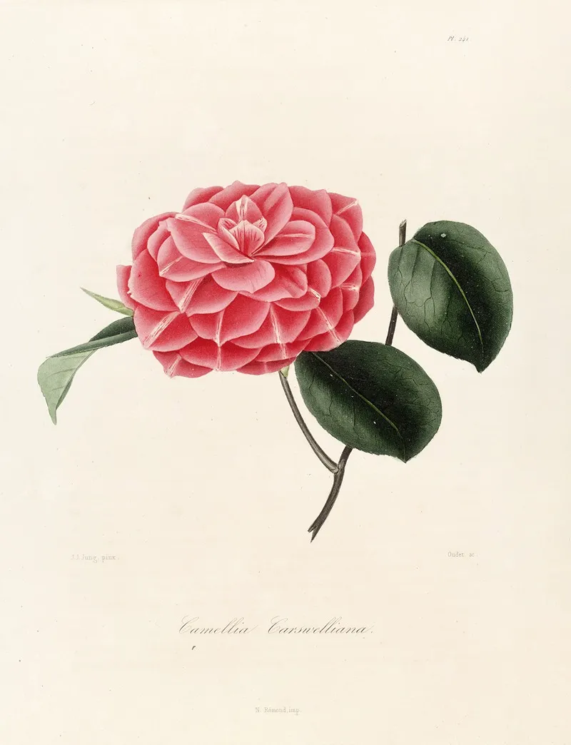 Iconographie Du Genre C̲a̲m̲e̲l̲l̲i̲a̲ Pl 041 Wall Art by Lorenzo Berlèse - High-Resolution Digital Print