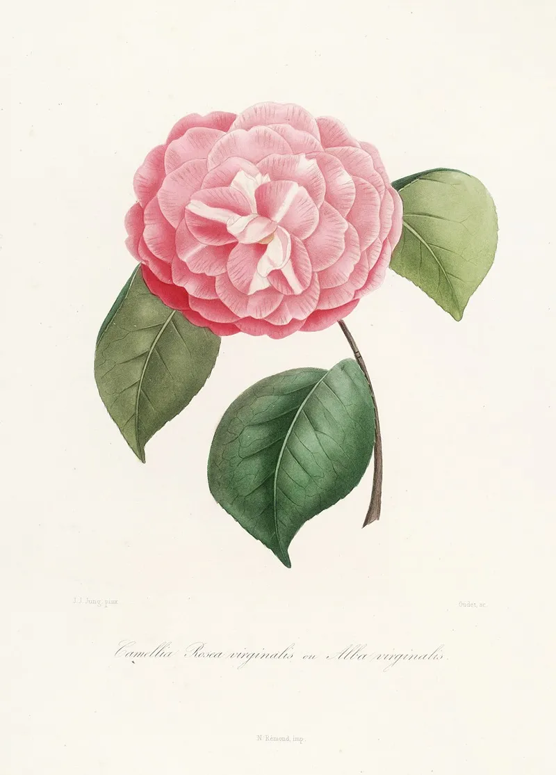 Iconographie Du Genre C̲a̲m̲e̲l̲l̲i̲a̲ Pl 042 Wall Art by Lorenzo Berlèse - High-Resolution Digital Print