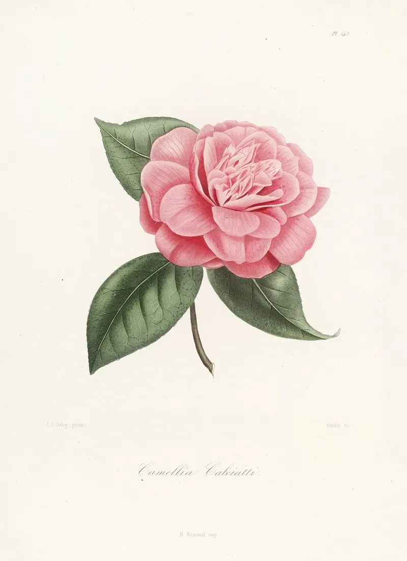 Iconographie Du Genre C̲a̲m̲e̲l̲l̲i̲a̲ Pl 043 Wall Art by Lorenzo Berlèse - High-Resolution Digital Print