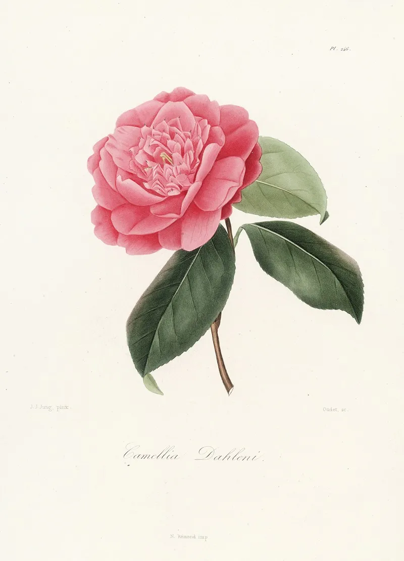 Iconographie Du Genre C̲a̲m̲e̲l̲l̲i̲a̲ Pl 046 Wall Art by Lorenzo Berlèse - High-Resolution Digital Print