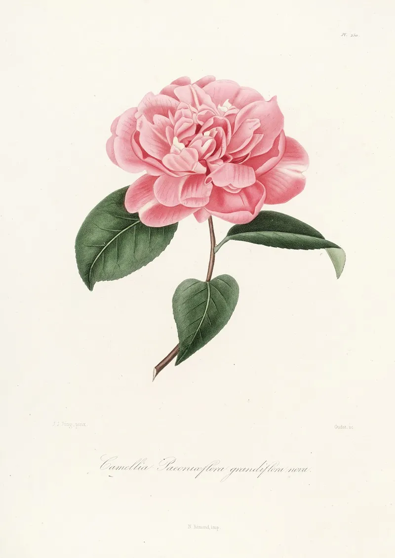 Iconographie Du Genre C̲a̲m̲e̲l̲l̲i̲a̲ Pl 050 Wall Art by Lorenzo Berlèse - High-Resolution Digital Print