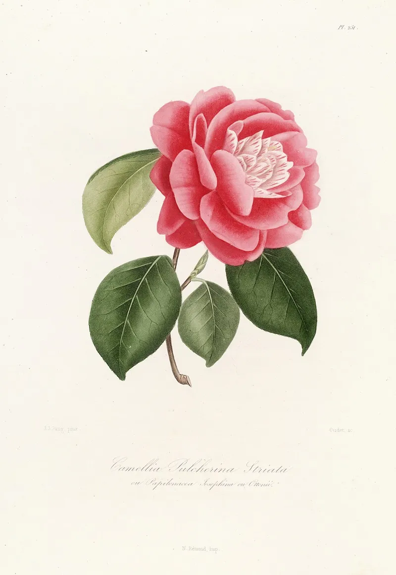 Iconographie Du Genre C̲a̲m̲e̲l̲l̲i̲a̲ Pl 051 Wall Art by Lorenzo Berlèse - High-Resolution Digital Print