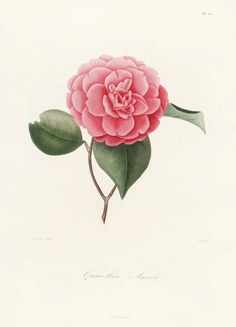 Iconographie Du Genre C̲a̲m̲e̲l̲l̲i̲a̲ Pl 052 Wall Art by Lorenzo Berlèse - High-Resolution Digital Print