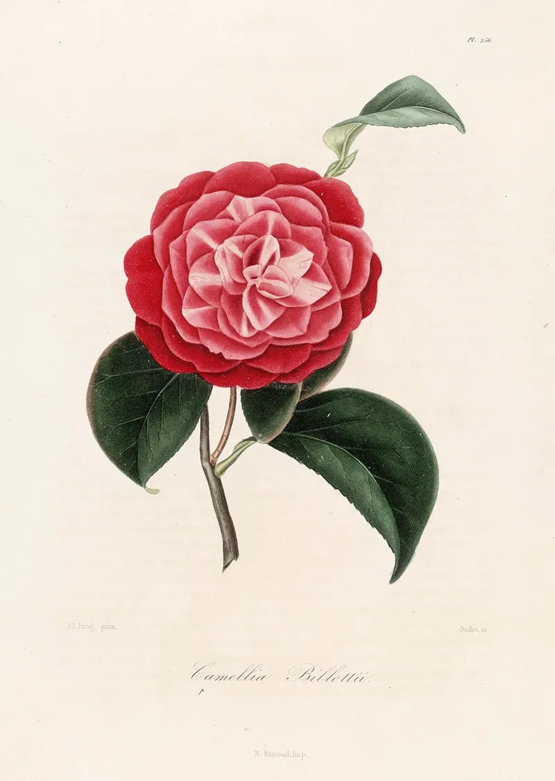 Iconographie Du Genre C̲a̲m̲e̲l̲l̲i̲a̲ Pl 056 Wall Art by Lorenzo Berlèse - High-Resolution Digital Print