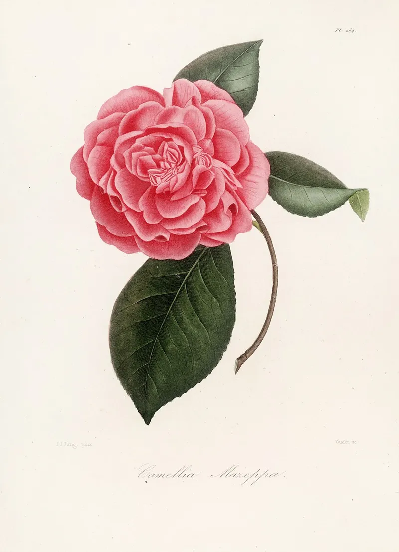 Iconographie Du Genre C̲a̲m̲e̲l̲l̲i̲a̲ Pl 064 Wall Art by Lorenzo Berlèse - High-Resolution Digital Print