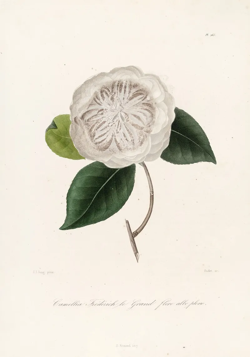 Iconographie Du Genre C̲a̲m̲e̲l̲l̲i̲a̲ Pl 065 Wall Art by Lorenzo Berlèse - High-Resolution Digital Print