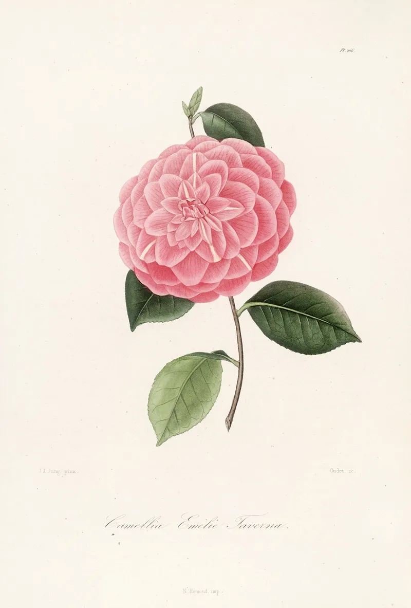 Iconographie Du Genre C̲a̲m̲e̲l̲l̲i̲a̲ Pl 066 Wall Art by Lorenzo Berlèse - High-Resolution Digital Print