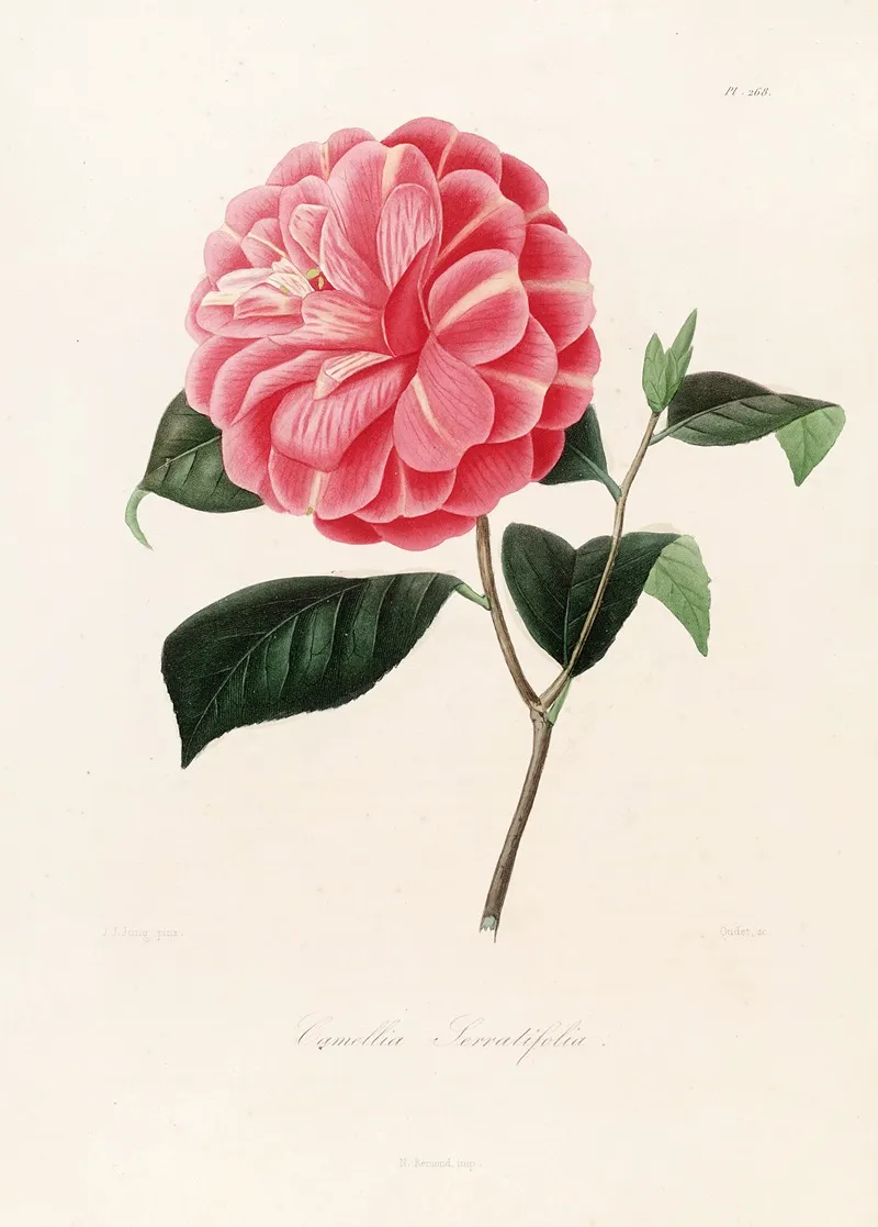 Iconographie Du Genre C̲a̲m̲e̲l̲l̲i̲a̲ Pl 068 Wall Art by Lorenzo Berlèse - High-Resolution Digital Print