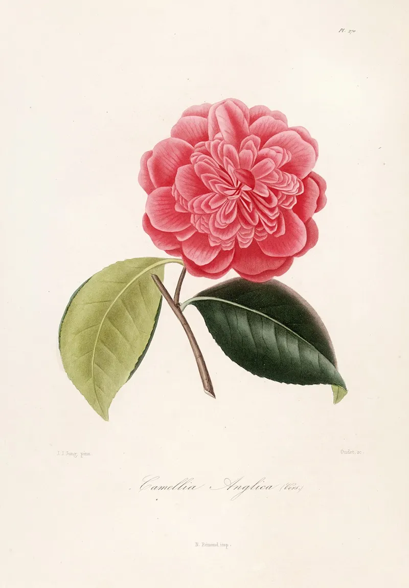 Iconographie Du Genre C̲a̲m̲e̲l̲l̲i̲a̲ Pl 070 Wall Art by Lorenzo Berlèse - High-Resolution Digital Print