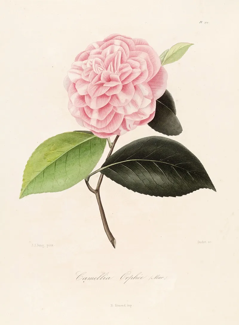 Iconographie Du Genre C̲a̲m̲e̲l̲l̲i̲a̲ Pl 071 Wall Art by Lorenzo Berlèse - High-Resolution Digital Print