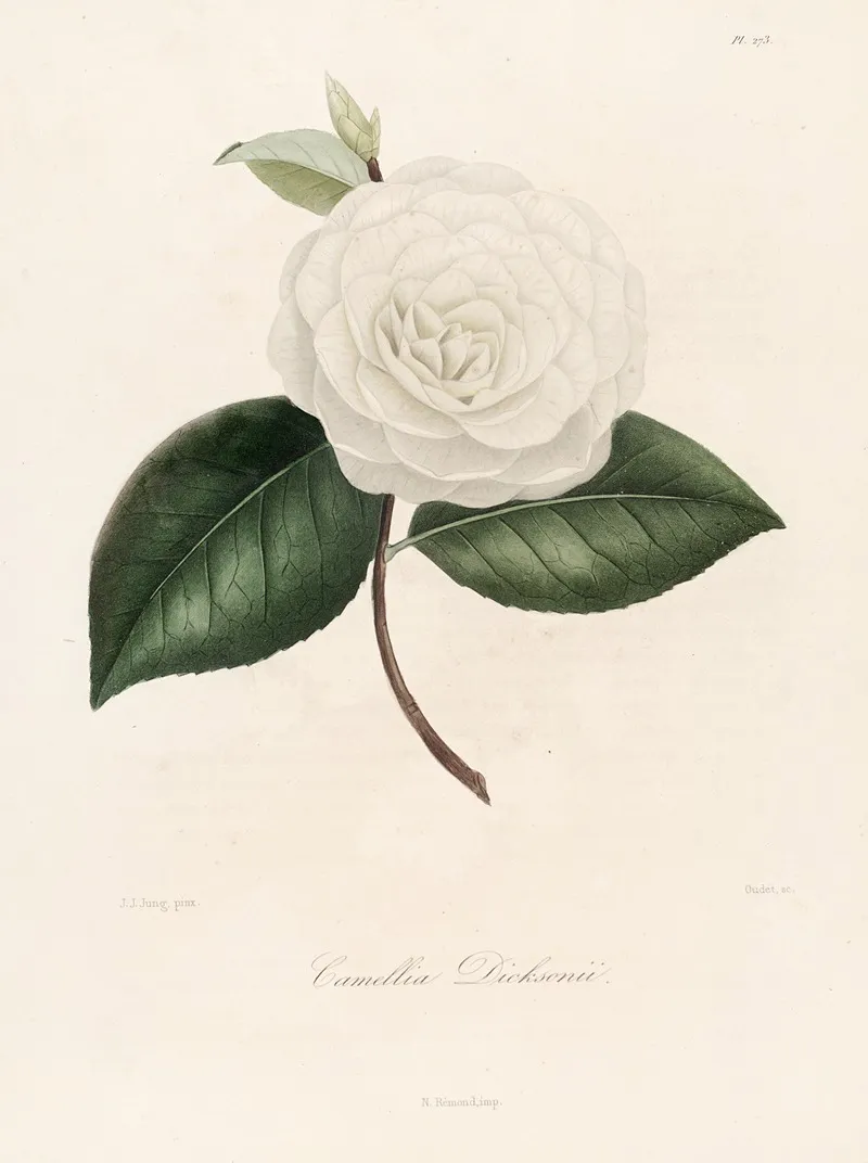 Iconographie Du Genre C̲a̲m̲e̲l̲l̲i̲a̲ Pl 073 Wall Art by Lorenzo Berlèse - High-Resolution Digital Print