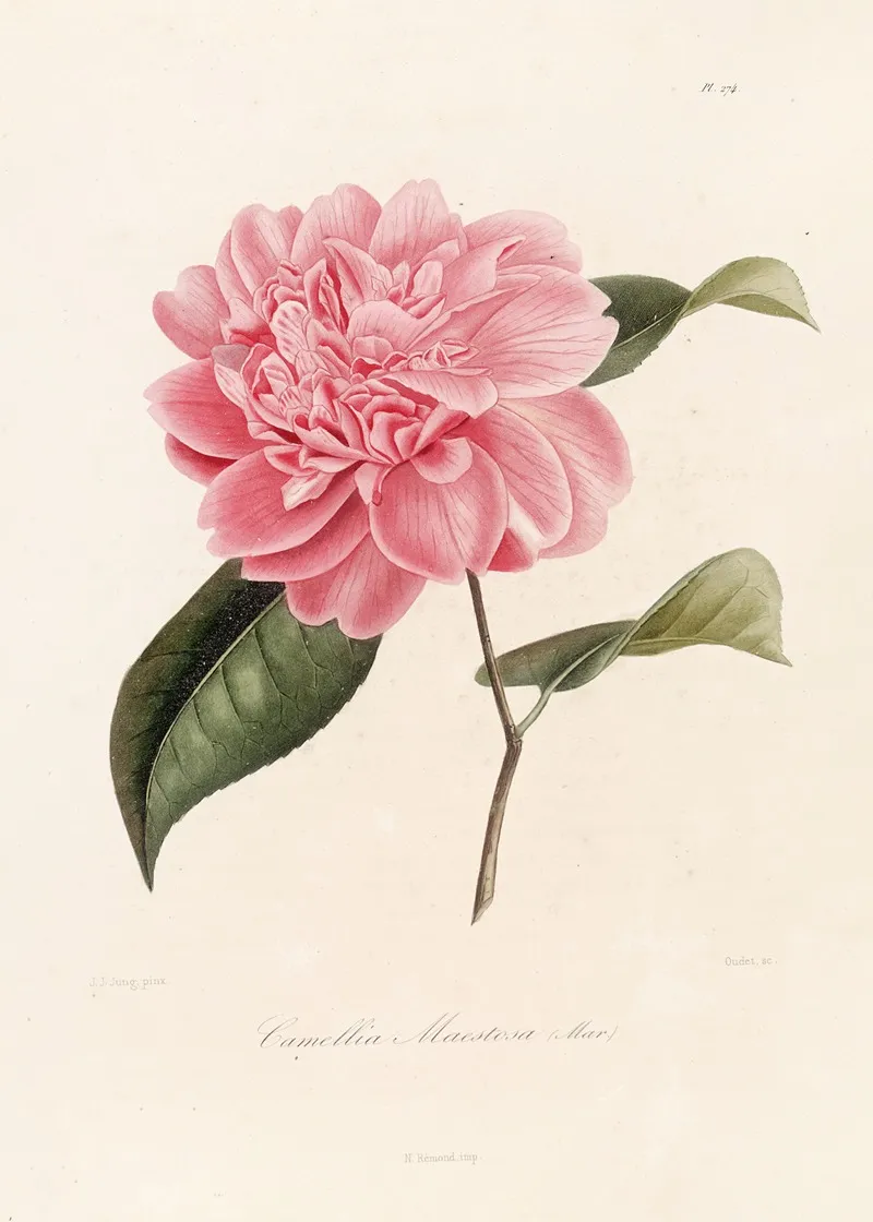 Iconographie Du Genre C̲a̲m̲e̲l̲l̲i̲a̲ Pl 074 Wall Art by Lorenzo Berlèse - High-Resolution Digital Print