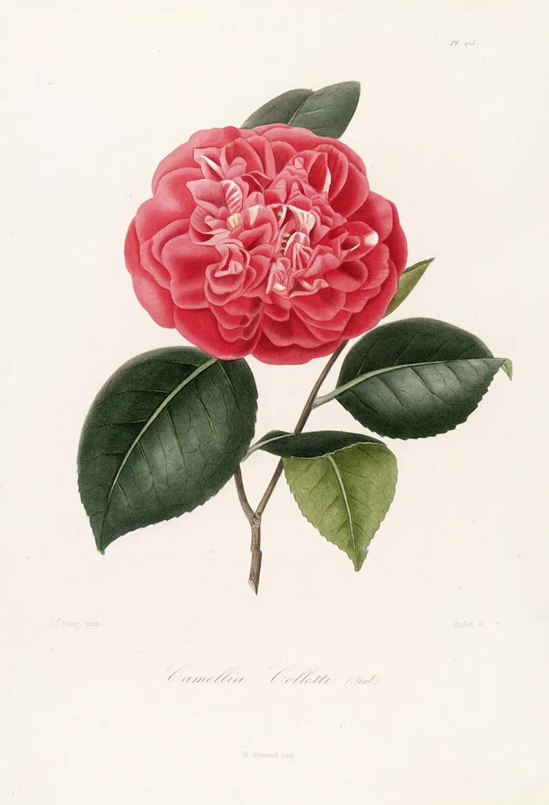 Iconographie Du Genre C̲a̲m̲e̲l̲l̲i̲a̲ Pl 075 Wall Art by Lorenzo Berlèse - High-Resolution Digital Print