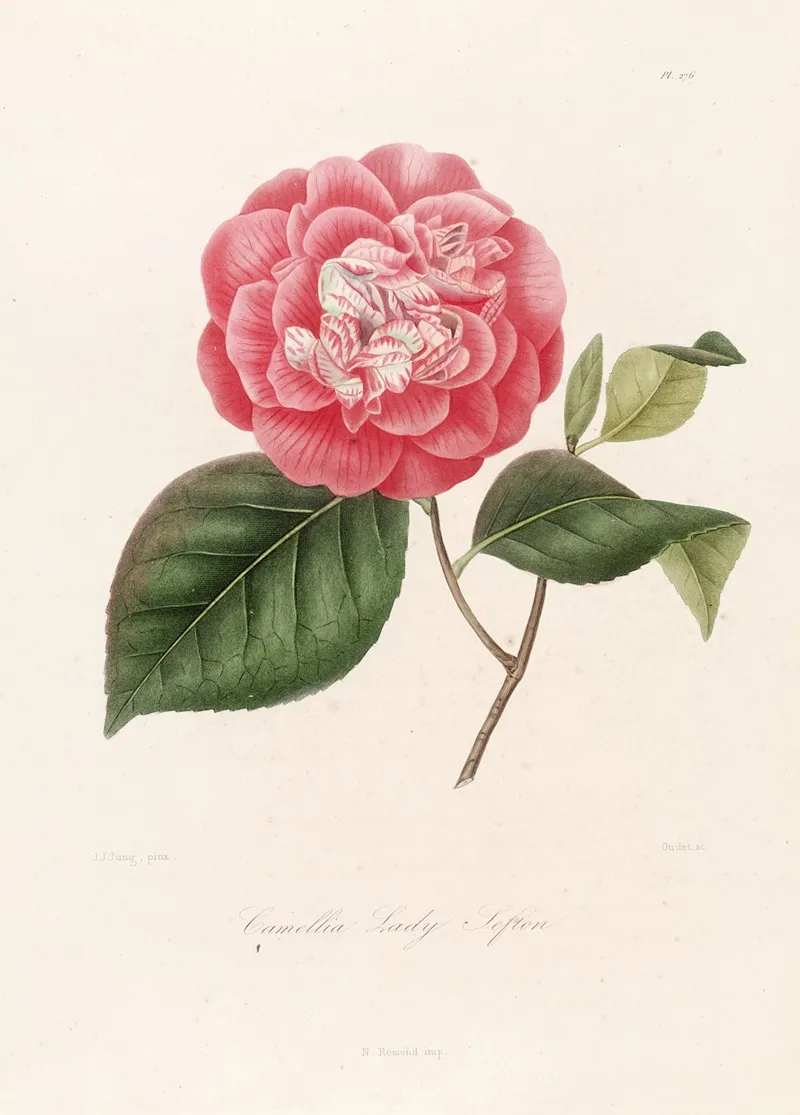 Iconographie Du Genre C̲a̲m̲e̲l̲l̲i̲a̲ Pl 076 Wall Art by Lorenzo Berlèse - High-Resolution Digital Print