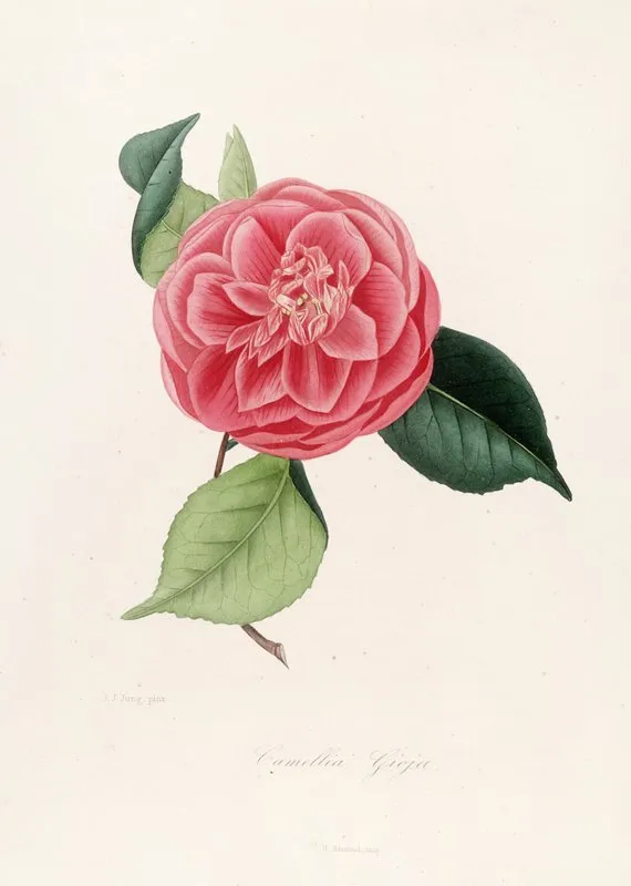 Iconographie Du Genre C̲a̲m̲e̲l̲l̲i̲a̲ Pl 077 Wall Art by Lorenzo Berlèse - High-Resolution Digital Print