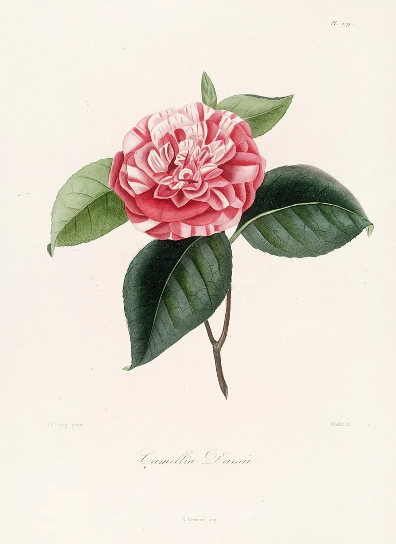 Iconographie Du Genre C̲a̲m̲e̲l̲l̲i̲a̲ Pl 079 Wall Art by Lorenzo Berlèse - High-Resolution Digital Print