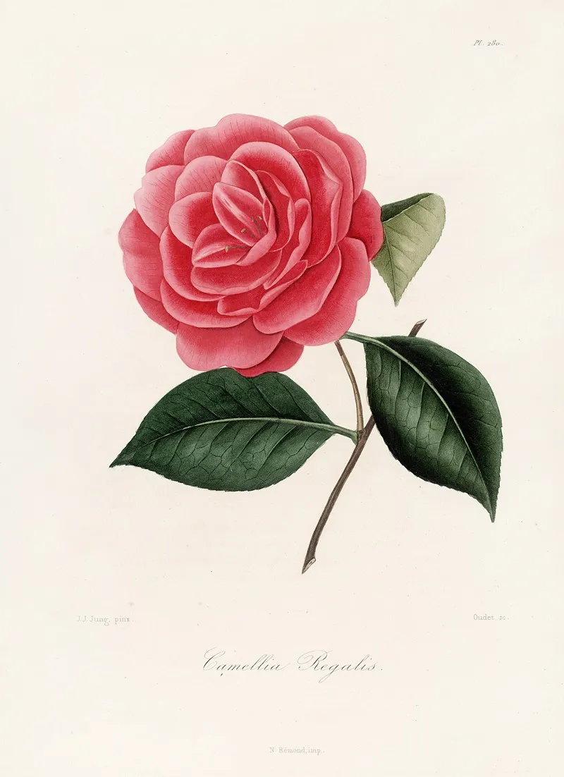 Iconographie Du Genre C̲a̲m̲e̲l̲l̲i̲a̲ Pl 080 Wall Art by Lorenzo Berlèse - High-Resolution Digital Print