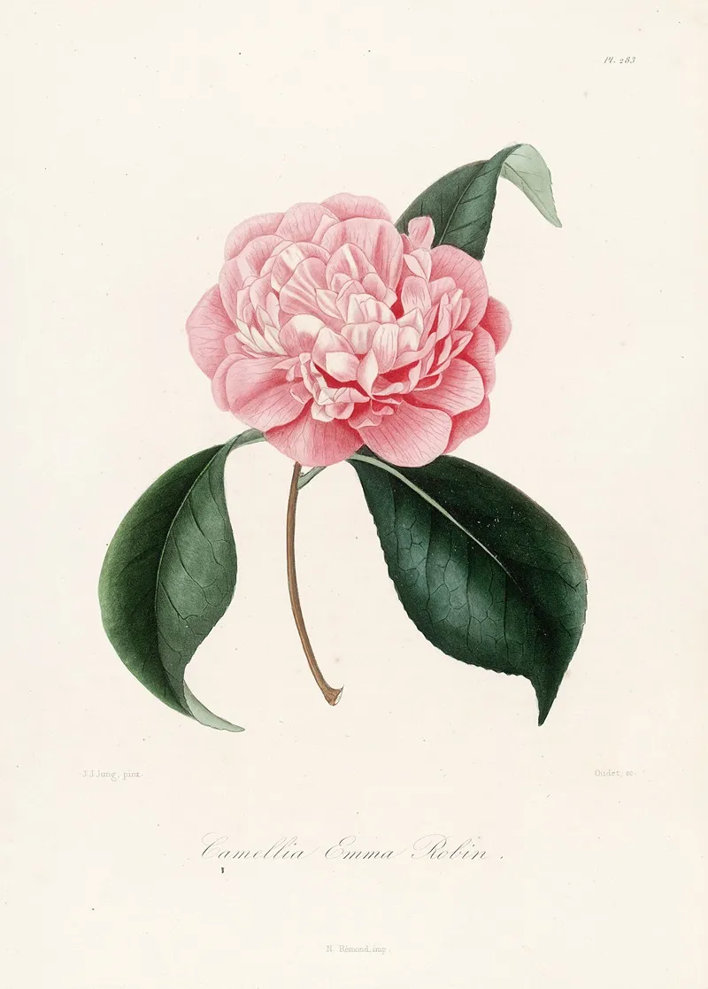 Iconographie Du Genre C̲a̲m̲e̲l̲l̲i̲a̲ Pl 083 Wall Art by Lorenzo Berlèse - High-Resolution Digital Print
