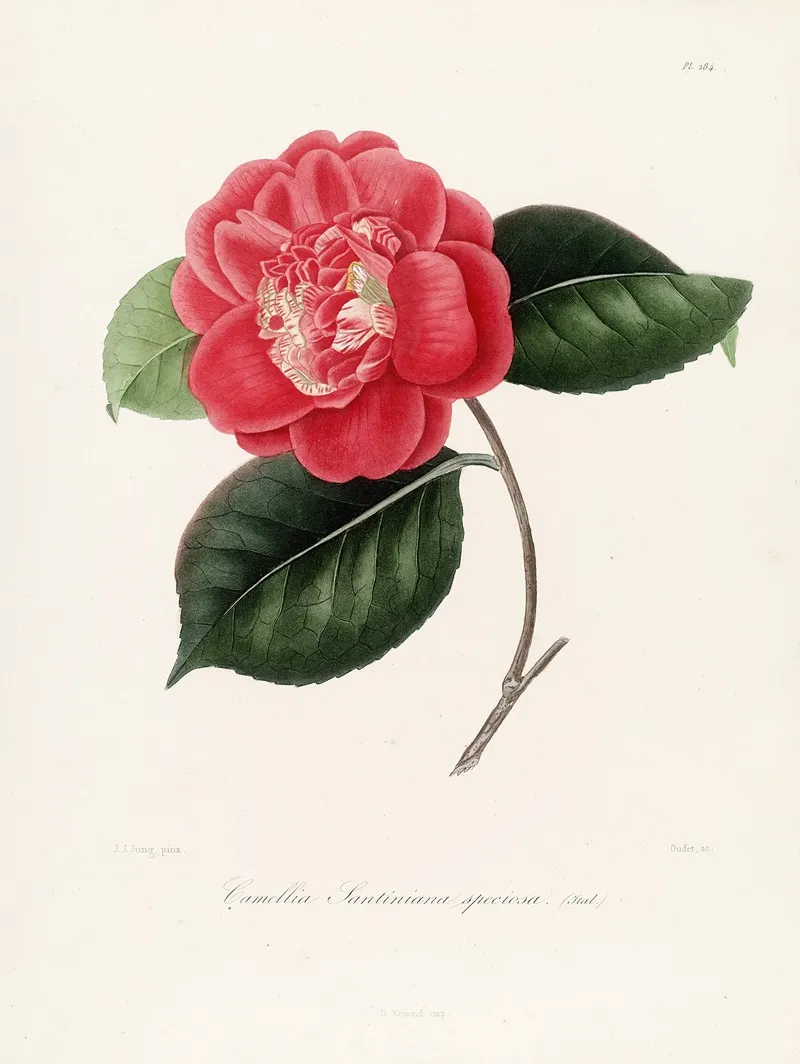 Iconographie Du Genre C̲a̲m̲e̲l̲l̲i̲a̲ Pl 084 Wall Art by Lorenzo Berlèse - High-Resolution Digital Print