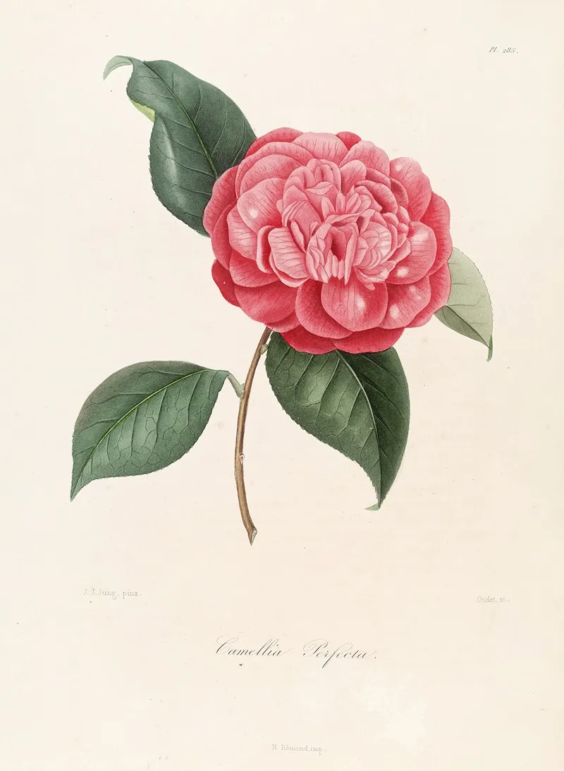 Iconographie Du Genre C̲a̲m̲e̲l̲l̲i̲a̲ Pl 085 Wall Art by Lorenzo Berlèse - High-Resolution Digital Print