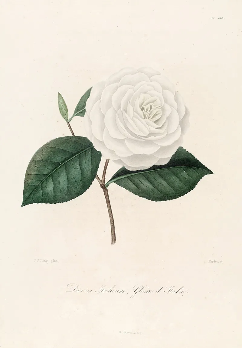 Iconographie Du Genre C̲a̲m̲e̲l̲l̲i̲a̲ Pl 088 Wall Art by Lorenzo Berlèse - High-Resolution Digital Print