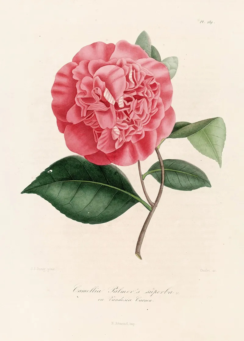 Iconographie Du Genre C̲a̲m̲e̲l̲l̲i̲a̲ Pl 089 Wall Art by Lorenzo Berlèse - High-Resolution Digital Print