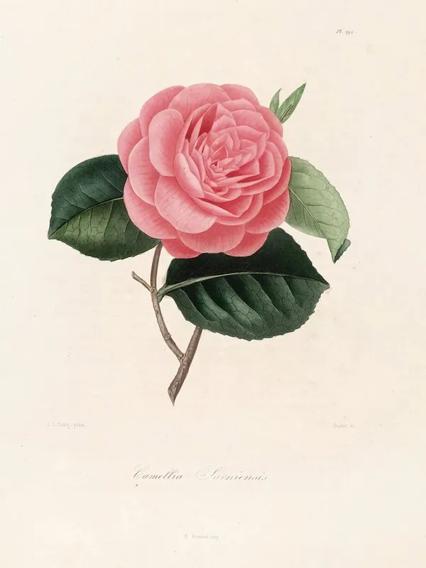 Iconographie Du Genre C̲a̲m̲e̲l̲l̲i̲a̲ Pl 092 Wall Art by Lorenzo Berlèse - High-Resolution Digital Print