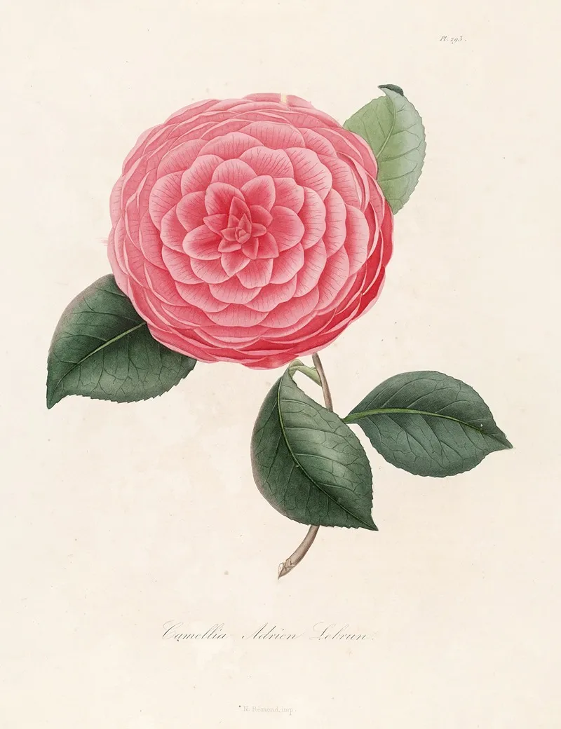Iconographie Du Genre C̲a̲m̲e̲l̲l̲i̲a̲ Pl 093 Wall Art by Lorenzo Berlèse - High-Resolution Digital Print