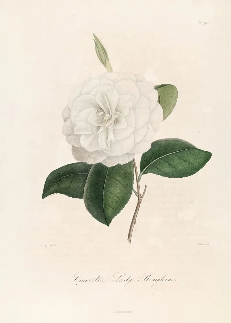 Iconographie Du Genre C̲a̲m̲e̲l̲l̲i̲a̲ Pl 095 Wall Art by Lorenzo Berlèse - High-Resolution Digital Print