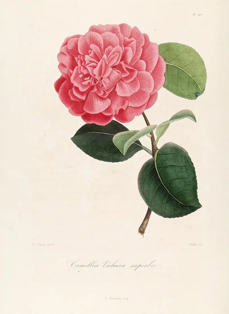 Iconographie Du Genre C̲a̲m̲e̲l̲l̲i̲a̲ Pl 096 Wall Art by Lorenzo Berlèse - High-Resolution Digital Print