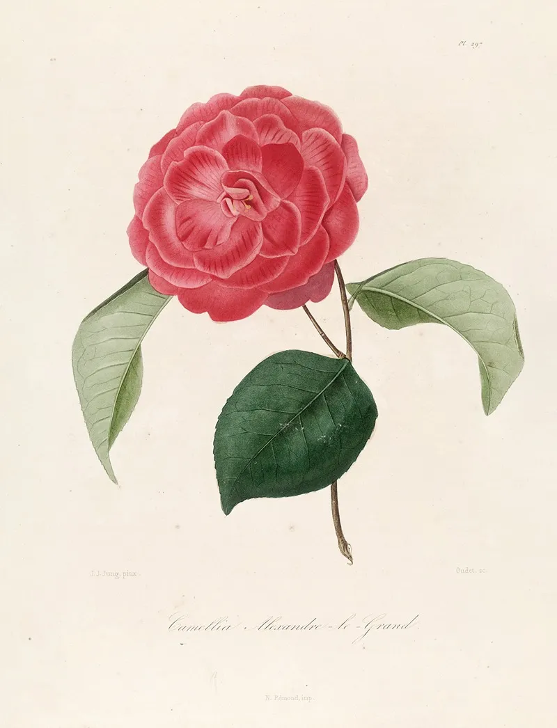Iconographie Du Genre C̲a̲m̲e̲l̲l̲i̲a̲ Pl 097 Wall Art by Lorenzo Berlèse - High-Resolution Digital Print