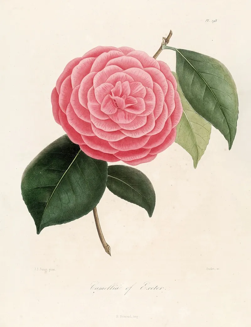 Iconographie Du Genre C̲a̲m̲e̲l̲l̲i̲a̲ Pl 098 Wall Art by Lorenzo Berlèse - High-Resolution Digital Print