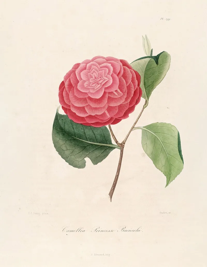 Iconographie Du Genre C̲a̲m̲e̲l̲l̲i̲a̲ Pl 099 Wall Art by Lorenzo Berlèse - High-Resolution Digital Print