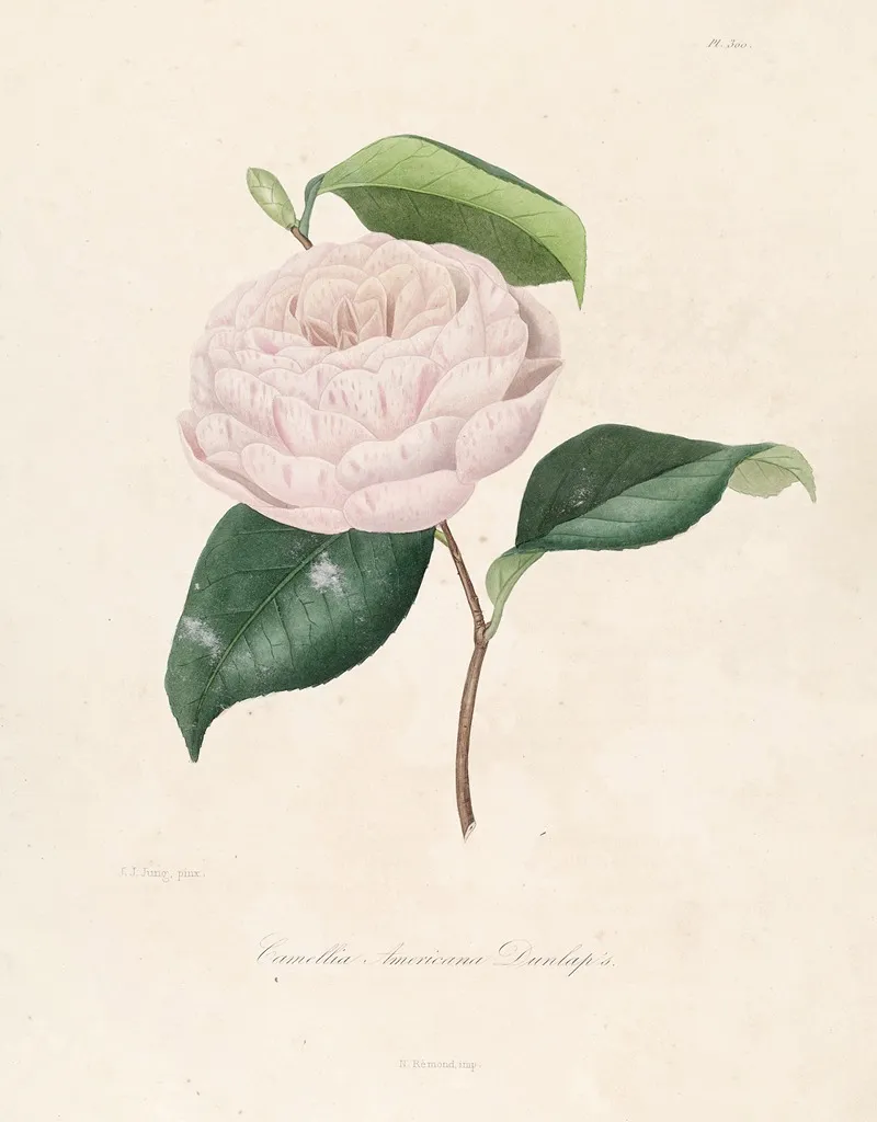 Iconographie Du Genre C̲a̲m̲e̲l̲l̲i̲a̲ Pl 100 Wall Art by Lorenzo Berlèse - High-Resolution Digital Print