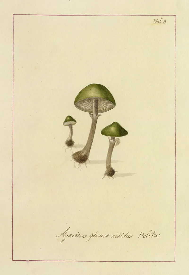 Icons Fungorum Circa Halifax Sponte Nascentium Pl 003 Wall Art by James Bolton - High-Resolution Digital Print