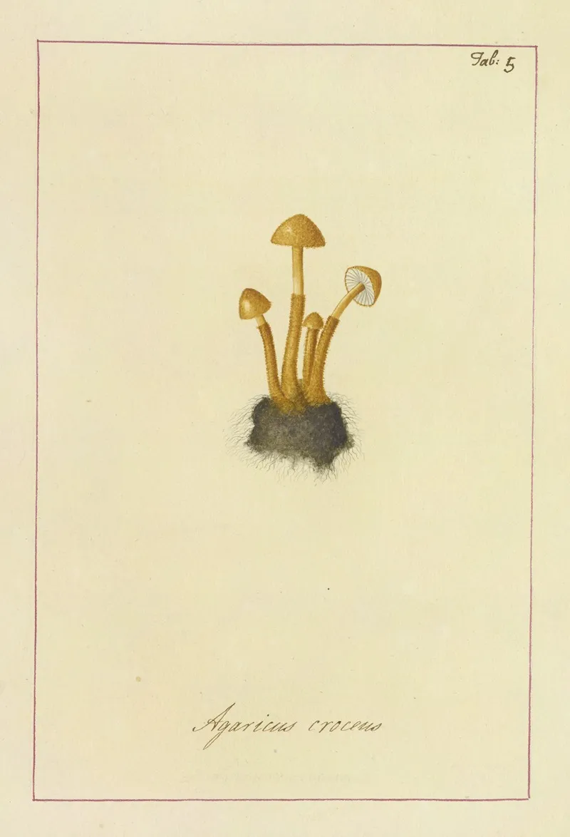 Icons Fungorum Circa Halifax Sponte Nascentium Pl 005 Wall Art by James Bolton - High-Resolution Digital Print