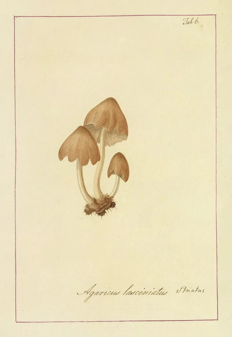 Icons Fungorum Circa Halifax Sponte Nascentium Pl 006 Wall Art by James Bolton - High-Resolution Digital Print