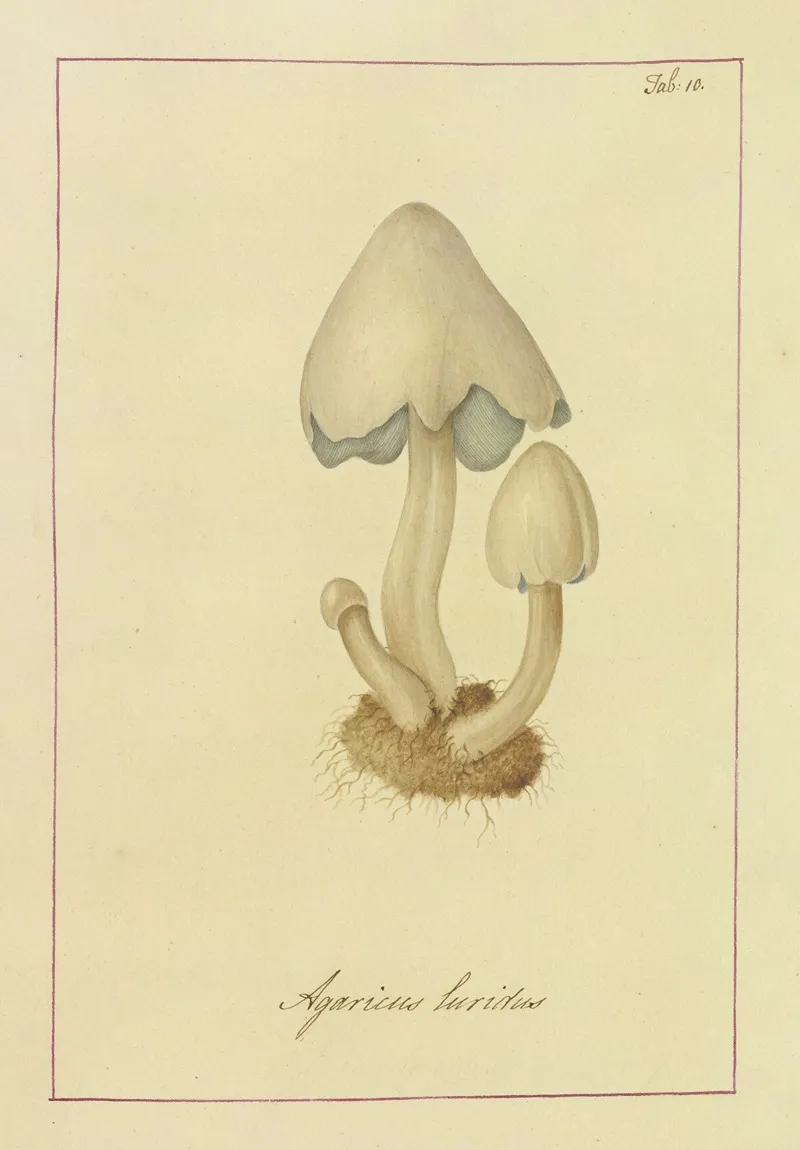 Icons Fungorum Circa Halifax Sponte Nascentium Pl 010 Wall Art by James Bolton - High-Resolution Digital Print