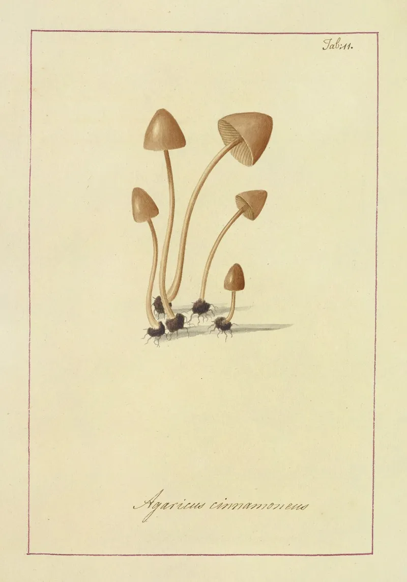 Icons Fungorum Circa Halifax Sponte Nascentium Pl 011 Wall Art by James Bolton - High-Resolution Digital Print