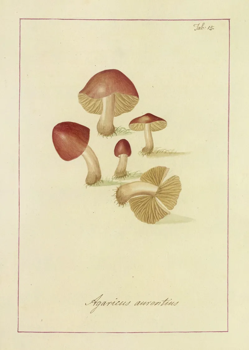 Icons Fungorum Circa Halifax Sponte Nascentium Pl 015 Wall Art by James Bolton - High-Resolution Digital Print